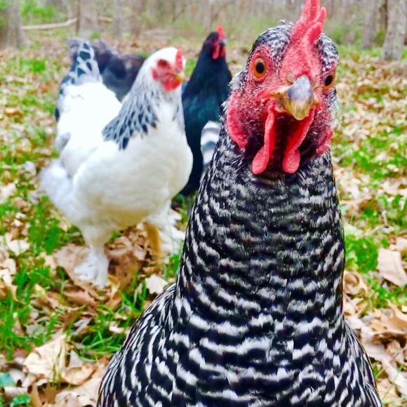 Meet your Posher, Megan - Picture 7 of 8